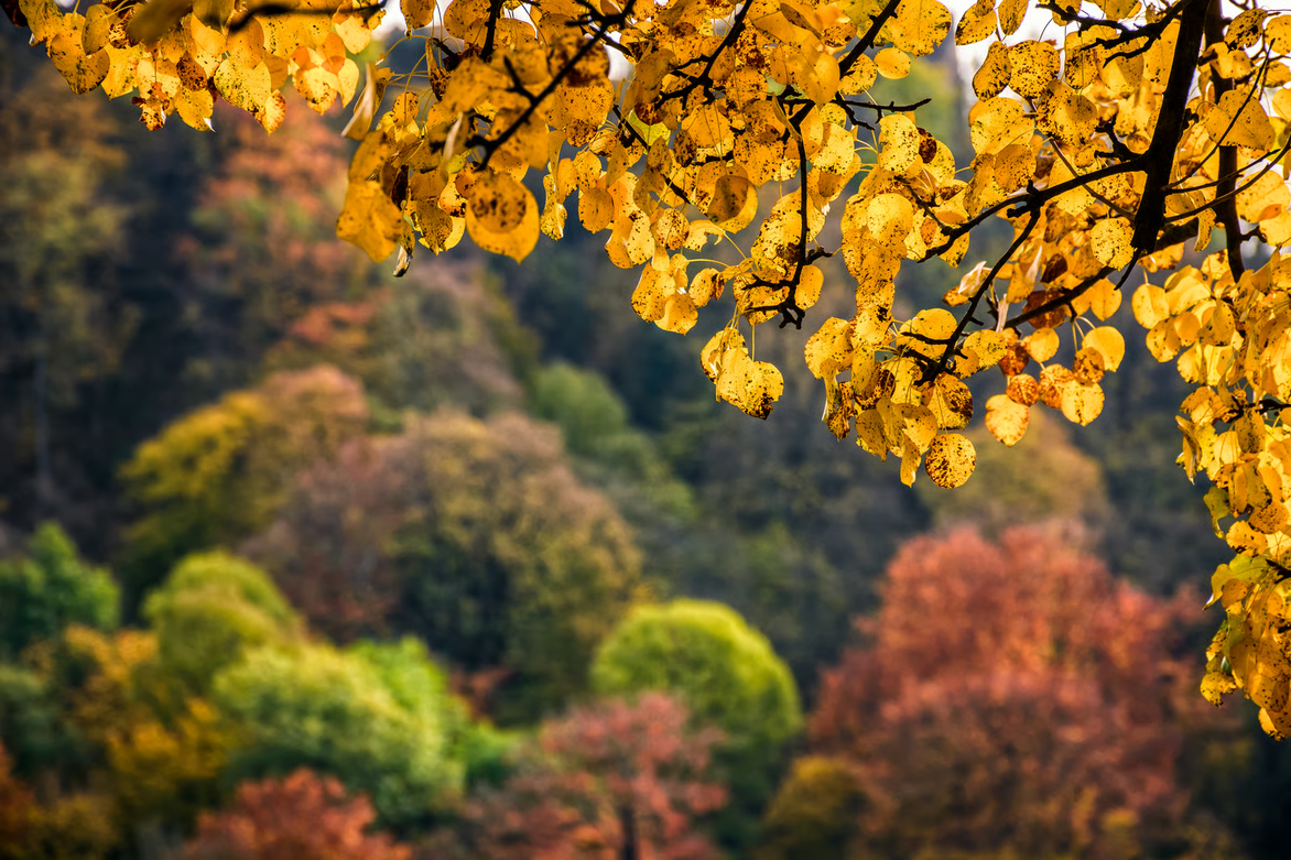 feuille en automne